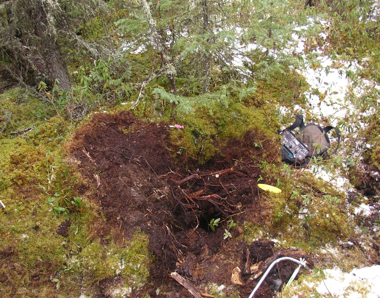 Peat hummock hibernacula for toad ER at the boreal area